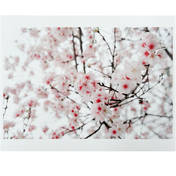 Nordy - 8.5" x 11" Photo Prints