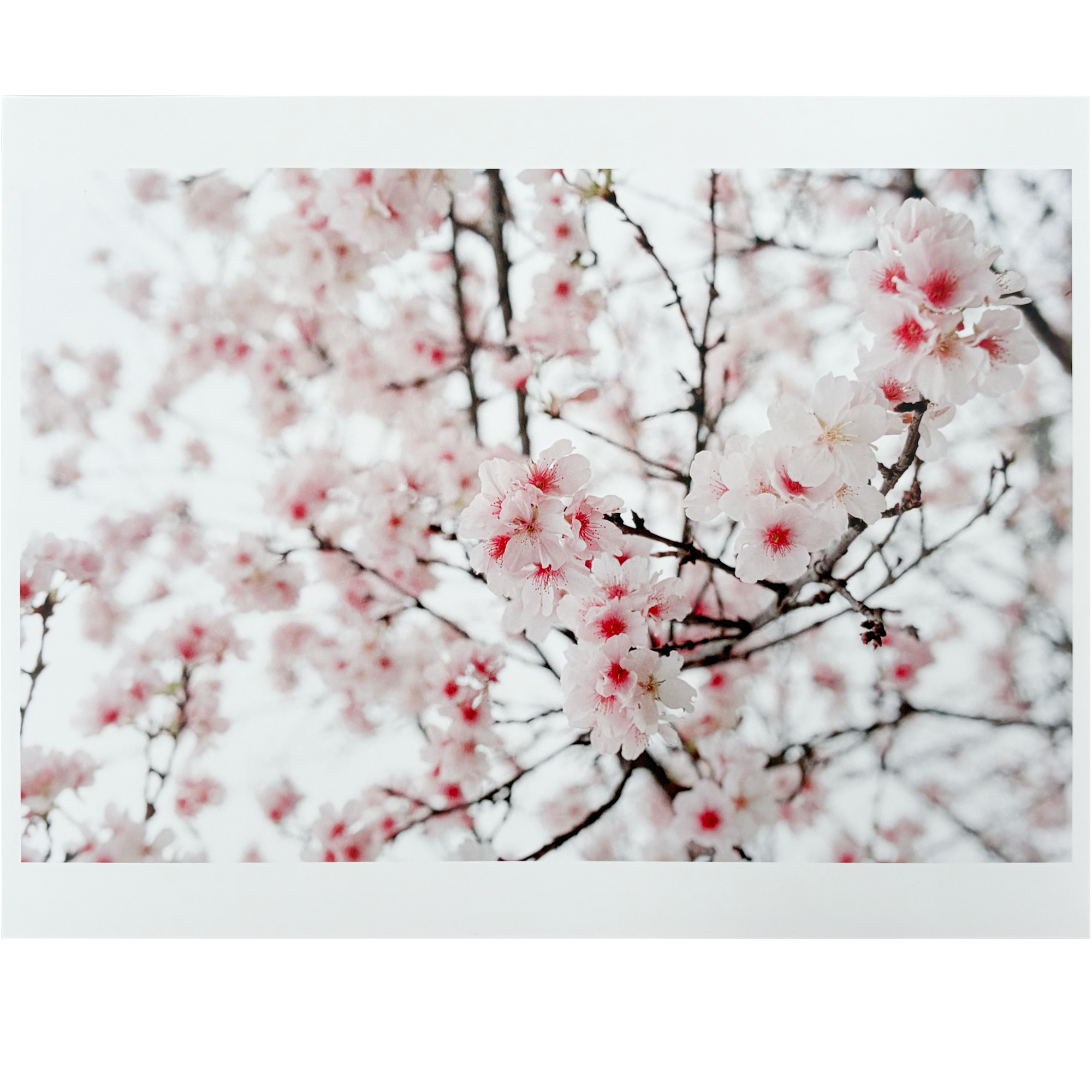 Nordy - 8.5" x 11" Photo Prints