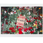 Nordy - 8.5" x 11" Photo Prints
