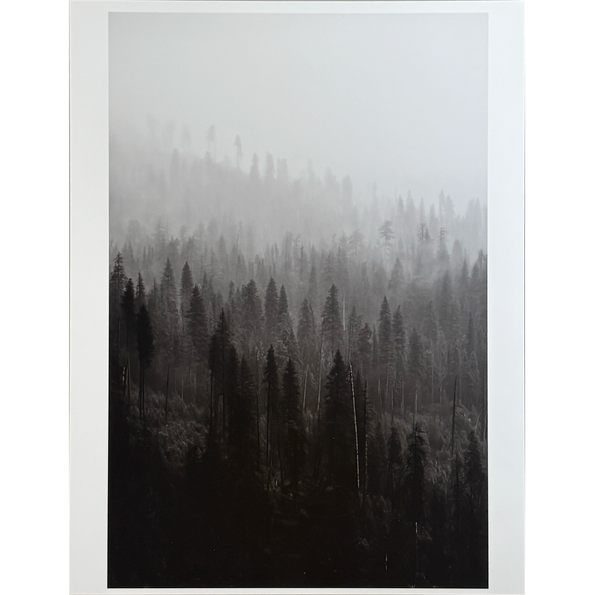 Nordy - 8.5" x 11" Photo Prints
